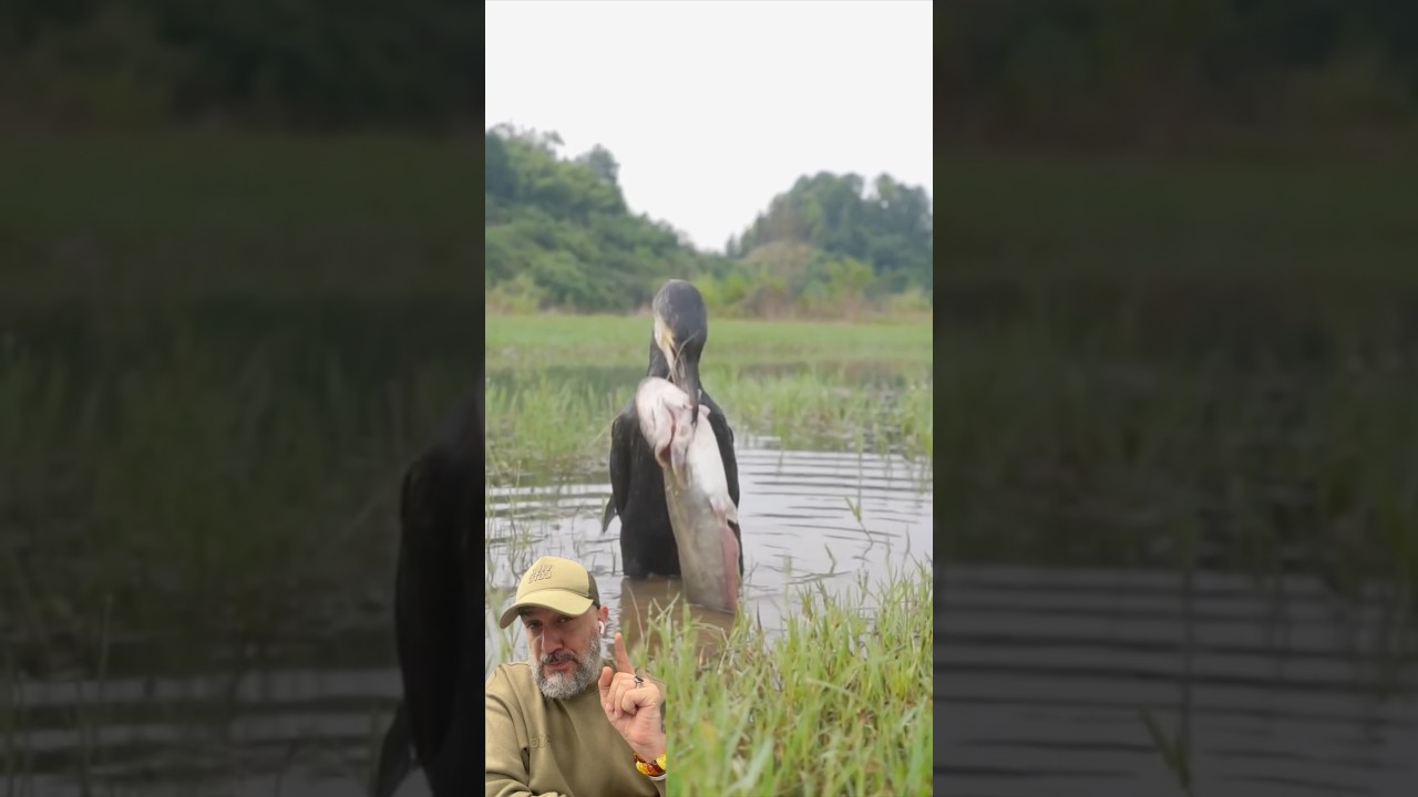 طائر الغاق الاسود