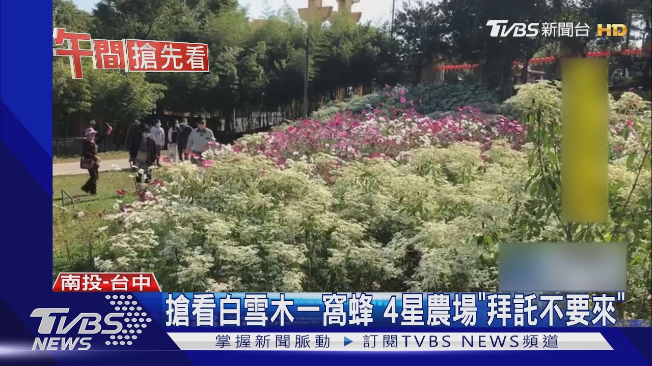 搶看白雪木一窩蜂 4星農場「拜託不要來」