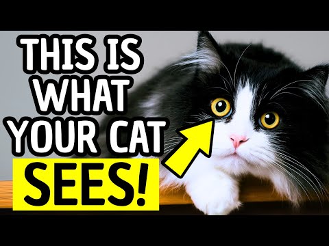 How Do Cats TRULY See Humans?