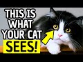 How Cats See Humans Jaw Dropping Secrets Every Pet Parent Must Know