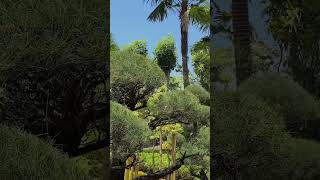 Download lagu Sejuk dimata #shorts #short #shortvideo #tanamanhias #viral mp3