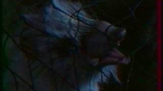 les enquêtes de chlorophylle part.2