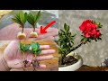 How to grow Azaleas from cuttings simple and effective with updates