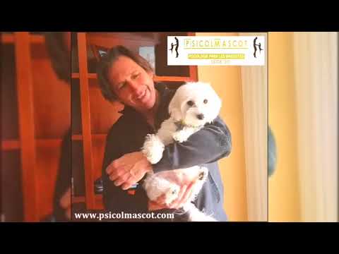 BICHÓN MALTÉS COCO Y ERIK FARINA PSICOLMASCOT 1 DÍA ADIESTRAMIENTO