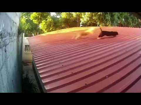 🐈 Kedinin harika kaçış manevrası