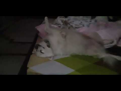 Cheenu Sleepin💤 @JacknChinu Pets are emotional support animals.