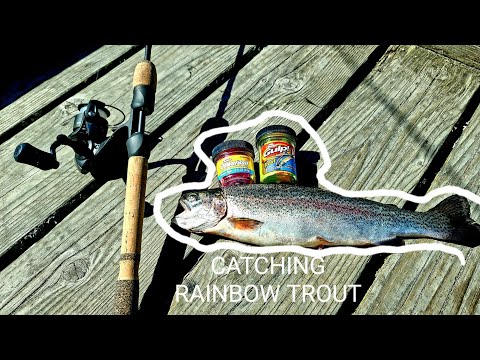Catch a lot of TROUT using these BAIT! (RAINBOW TROUT) (POWERBAIT, GULP)