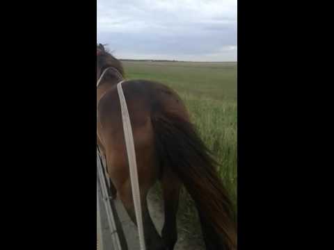 Cal de vnzare cal bun la munca la tras la tot