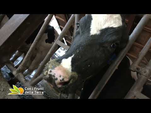 Puntata del 13/02/22 – 2° parte – In stalla si lavora in perdita