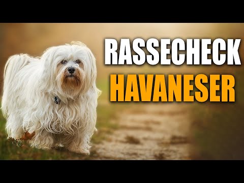 Havaneser Rassecheck  - Rasseportrait, Rassebeschreibung -  Hundeschule STADTFELLE