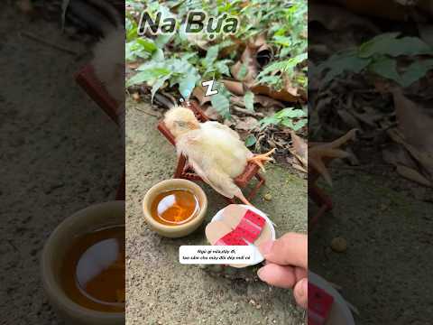 Anh trai tặng dép mới cho gà nhỏ để đi tán gái và cái kết#shorts