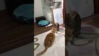 これが「猫パンチ」だ。
