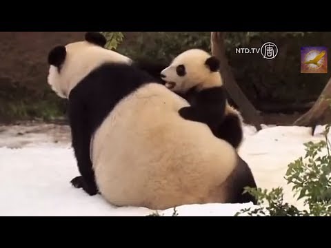 When Panda Met Snow for the First Time in Their Life: Cute Panda Cubs Having a Ball with Mommy