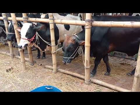American Ranchers Raise 30,1 Million Beef Cattle This Way - American Cow Farm / caw farm