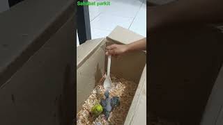 Download lagu Maenan Baru Anakan Burung Parkit #shorts #burungparkit #parrot #Anakan parkit #ayo #parkitaustralia mp3