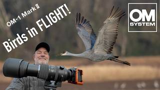 OM-1 Mark II Birds In Flight 150-600mm Sandhill Cranes