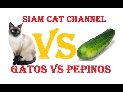 , title : 'Gatos VS Pepinos ¿Por Qué Los Gatos Le Temen a Los Pepinos?'