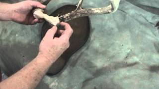 Replica Deer Skull Horn Mount