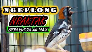 Download lagu ANIS KEMBANG NGEPLONG NRATAK, SUARANYA AMPUH BIKIN ANIS KEMBANG MANAPUN LANGSUNG NYAUT mp3