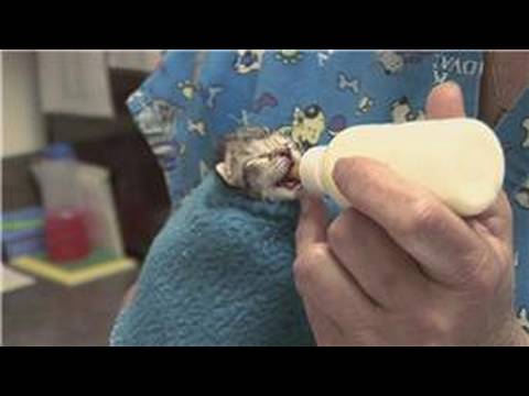 Kitten & Cat Care : What Do You Feed Newborn Kittens?