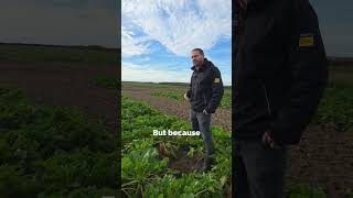 Feldherr Fodder Beet | LG Seeds | Over 100 tonnes of fresh yield!