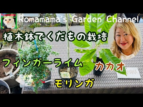 園芸 ライム、リモネット、レモンベルガモット、スイートライム、スイートレモンツリー、ローマ産スイートライム