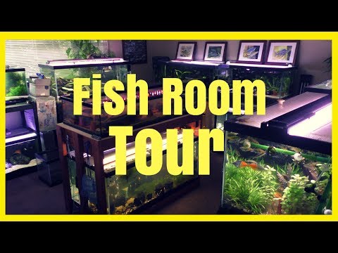 MY FISH ROOM TOUR 2017