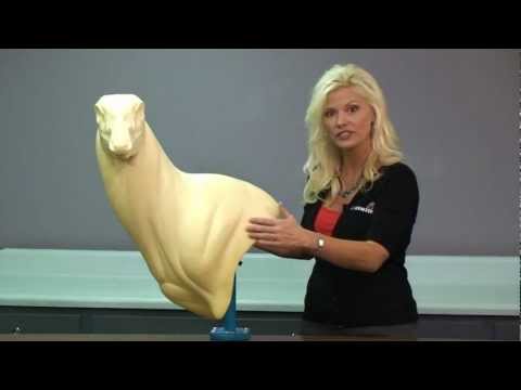 Mckenzie Deer Forms