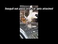 Seagull Fight While Eating Pizza On Car