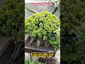 chinese bot বনসাই অসাধারণ চায়না বট গাছটি bonsai tree