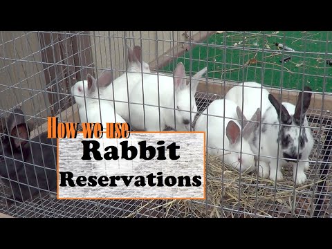 YouTube video about: Does orscheln sell rabbits?