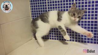 [眼殘] 不受重力影響的貓貓