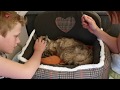 Kater Simba uit Lelystad na 10 jaar teruggevonden