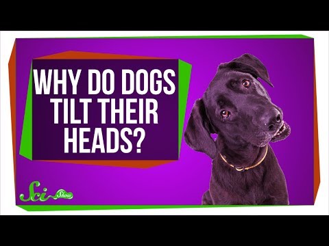 Why Do Dogs Tilt Their Heads?