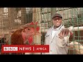 How I Use Chicken Poop To Power My Life BBC Africa