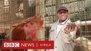 How I use chicken poop to power my life - BBC Africa