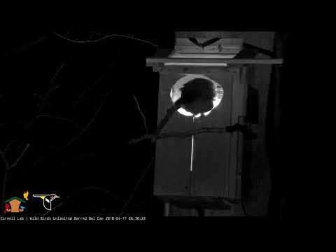 Male Barred Owl Delivers Bird To Nest Box – April 17, 2018