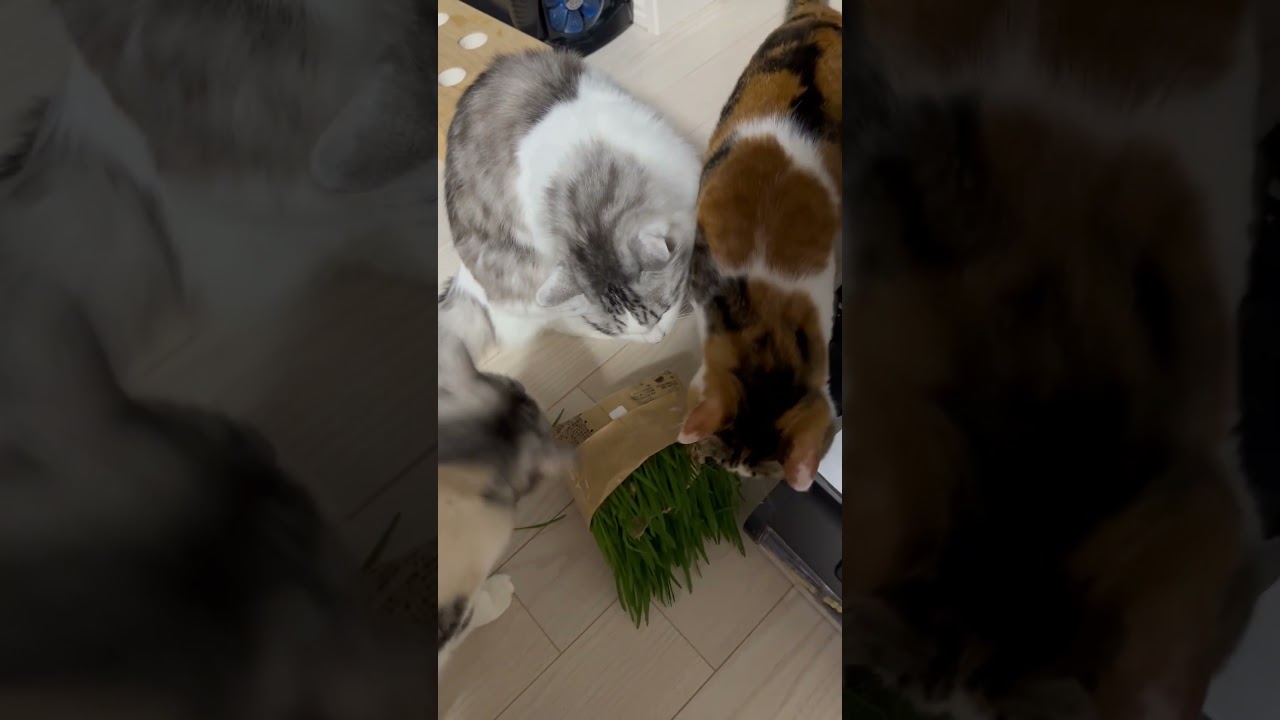 ご飯よりも猫草大人気！   #ねこのいる暮らし  #ねこ動画  #ねこのいる生活