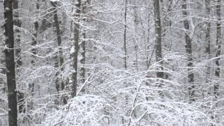 Lullaby- Kendra Smith, Dave Robuck &amp; Keith Mitchell