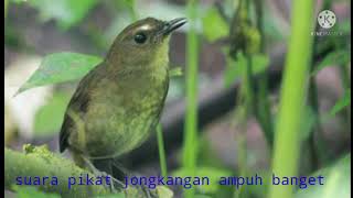 Download lagu suara pikat jongkangan coklat ampuh wajib coba mp3 Download lagu suara pikat jongkangan coklat ampuh wajib coba mp3