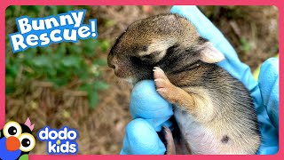 Can We Teach This Baby Bunny How To Be A Wild Rabbit? | Dodo Kids | Rescued!