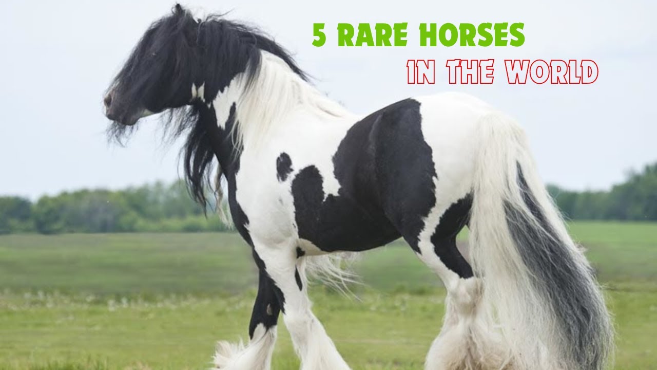 5 Rare Horse Breeds You Won't Believe Exist!