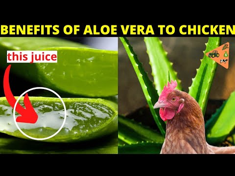 , title : '🔥10 Amazing MEDICINAL BENEFITS OF ALOE VERA TO CHICKENS (Poultry, Broilers, Turkey...)'