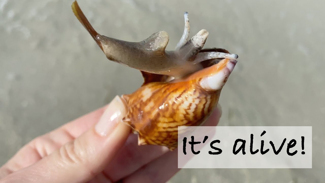 What do gastropods look like? More REF