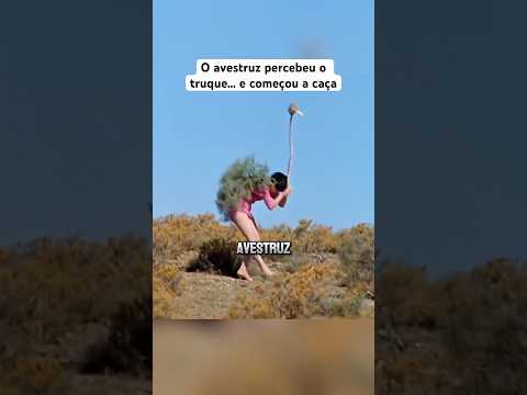 O avestruz percebeu o troque… e começou a caçar.