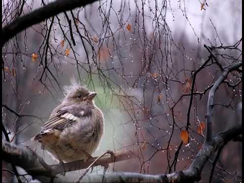 Серый вечер. По А. Тумбасову