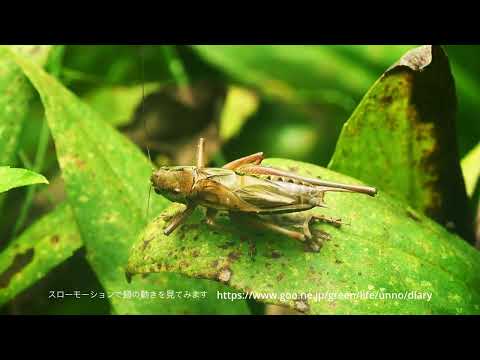 キリギリス鳴く２024