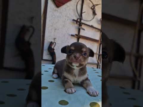Chihuahua Welpe kaufen