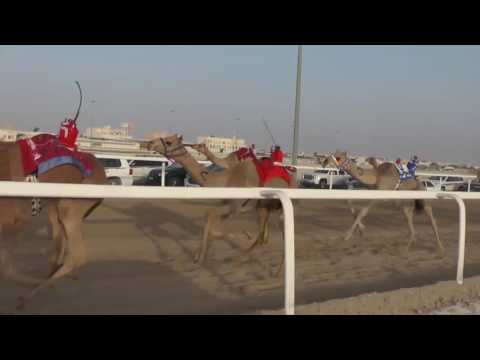 ش6 سباق الأصايل الصيفي – التأهيلي للمفاريد 21 5 2016