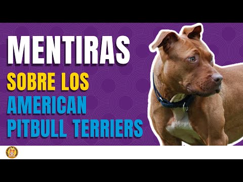 10 MENTIRAS SOBRE LOS AMERICAN PITBULL TERRIERS